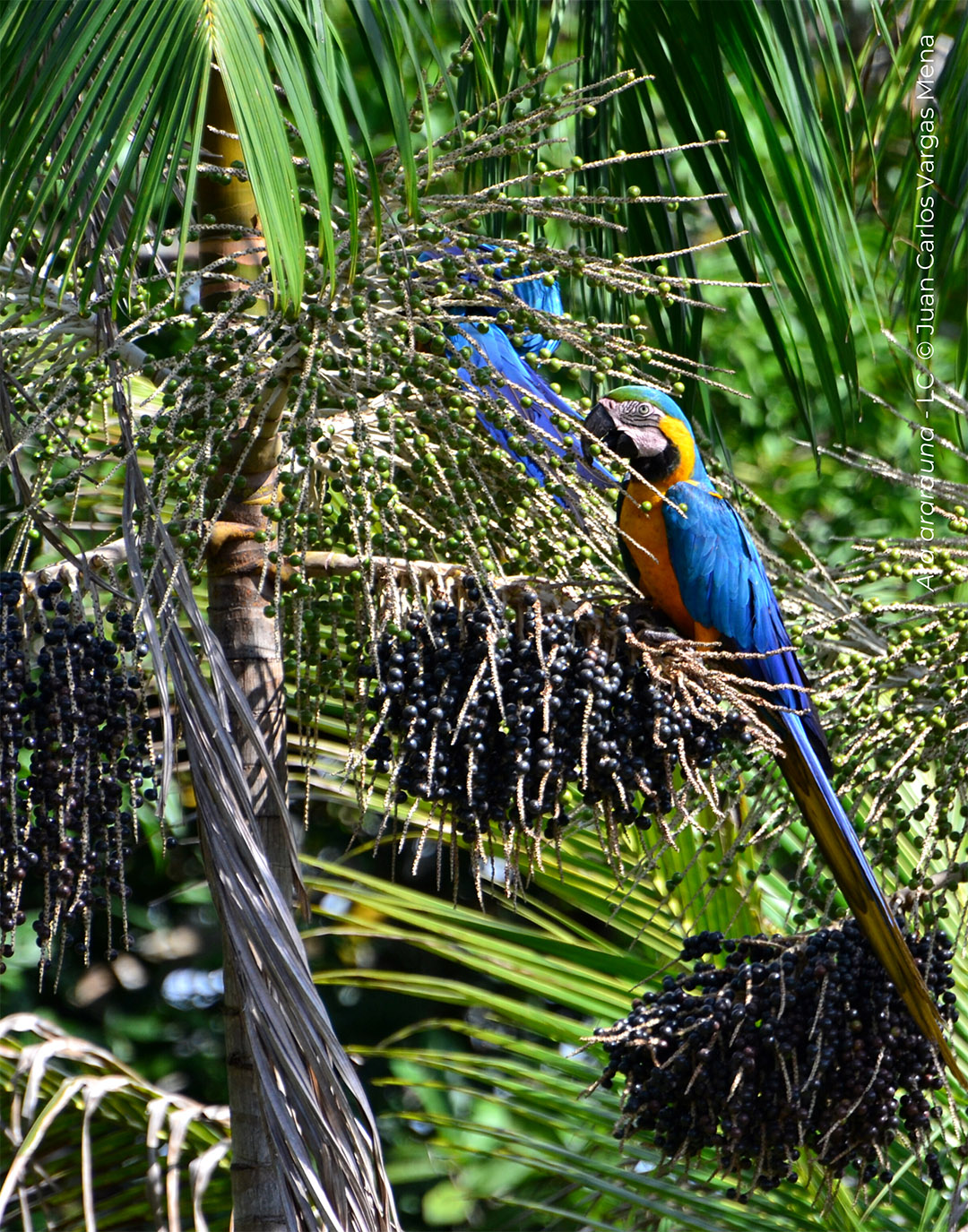 IUCN 1